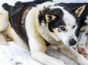 Husky Dog Price In India - Features & Life Expectancy