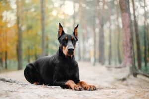Doberman Price in India | Appearance & Characteristics