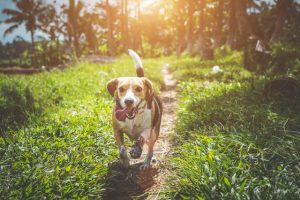 Beagle Dog Price in India | Popularity, Traits and Details