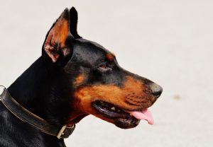 Doberman Price in India | Appearance & Characteristics