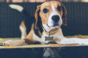 Beagle Dog Price in India | Popularity, Traits and Details