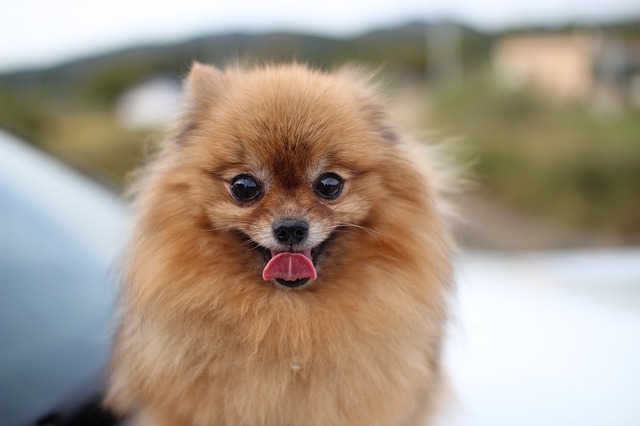 indian pomeranian puppies