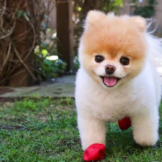 Boo Pomeranian Dog In India