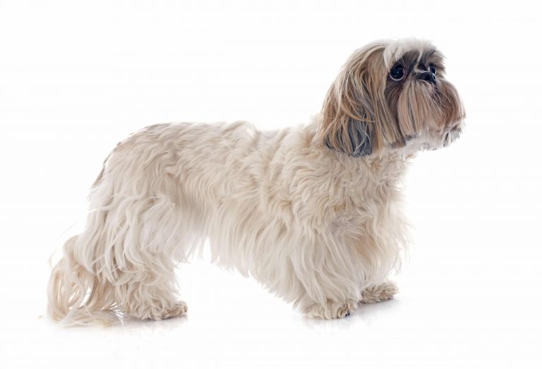 Shih Tzu Price in India Appearance and Temperament