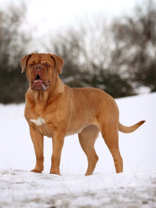 Мастиф гладкошерстный. Английский мастиф. Собака похожая на льва. Французский мастиф бордосский. Неаполитано руби male.