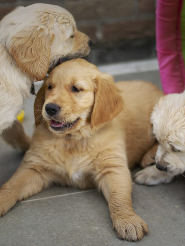 10 Best Names for Golden Retrievers Dogbreedo