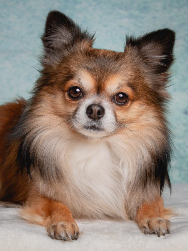 10 Small Dog Names for Your Miniature Furry Friend Dogbreedo