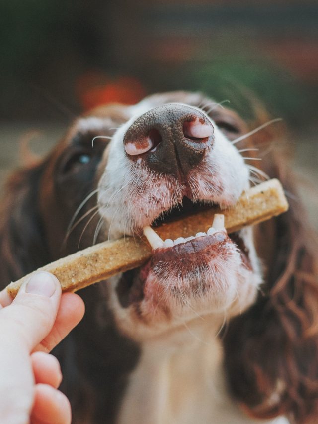 The Benefits Of A Raw Food Diet For Dogs Dogbreedo