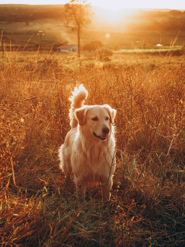 10 Best Golden Retriever Quotes Dogbreedo