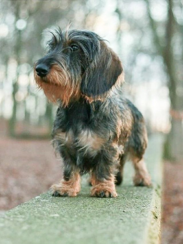 10 Best Names For Wire Haired Dachshund Dogbreedo